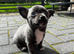 Blue/ lilac chihuahua puppies