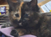 Two GORGEOUS kittens ready for loving homes