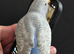 Baby budgie