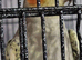3 Cockatiels for Sale