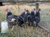 Silver Wyndotte large fowl pair