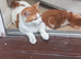 4 very beautiful, cute adorable kittens for sale