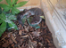 Various fat tail geckos - 2 left