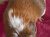 Smooth Tri colour guinea pig boar