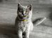 Beautiful Scottish Fold & Straight Kittens, Tica Registered