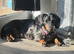 Miniature dachshund female