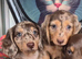 Miniature dachshund puppy