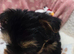 Adorable Yorkshire Terrier puppy 1 boy available.