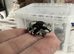 Baby Amazon milk froglets