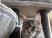 Mainecoon female and male pair