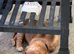 Sprocker Spaniel Pups For Sale