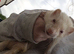 2 ferrets pet only