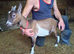 Female pygmy goats