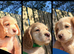 KC Registered Cocker Spaniel