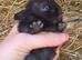 Baby Black Nethrland dwarf doe