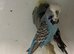 Breeding pair exhibition budgies