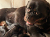 Kc Registered Rottwiler puppies