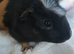 3 X Female Guinea pigs