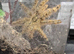 Featherleg Baboon Tarantula Unsexed Juvenile