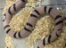 Ghost Aberrant Honduran Milk Snake at Birmingham Reptiles