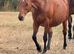 Exceptional Performance-Bred Broodmare