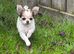2 female pomchi