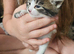 3 beautiful kittens