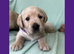 Gorgeous Goldador Puppies