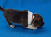 Stunning American Akita Puppies