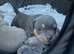 Pocket bully pups for sale