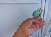 super silly hand tamed baby budgies