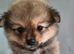 Pomeranians Teddy Bear Puppies