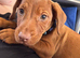 Male Cocker spaniel cross
