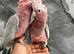 Baby Handreared Super Tame Cuddly Friendly Galah Cockatoo Parrot,30