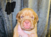 Beautiful dogue de Bordeaux’s puppy’s