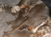 Olde English Bulldog puppies