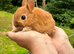 Netherlands Dwarf