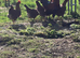 Welsummer hatching eggs &pound;3 each