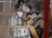 2 brother sugar gliders