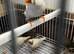 Young Zebra Finches
