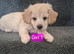 Cavachon puppies
