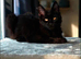 Full breed maine coon for sale
