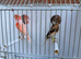 x2 harlequin pairs available