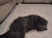 Yorkiepoo girl