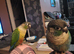 2 years old green cheek conure