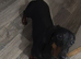 Male dashound number in description