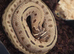 Male toffee super conda hognose