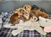 Dachshund puppies