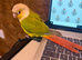 Pineapple Green Cheeked Conure