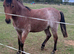 Rising 2 year old gelding